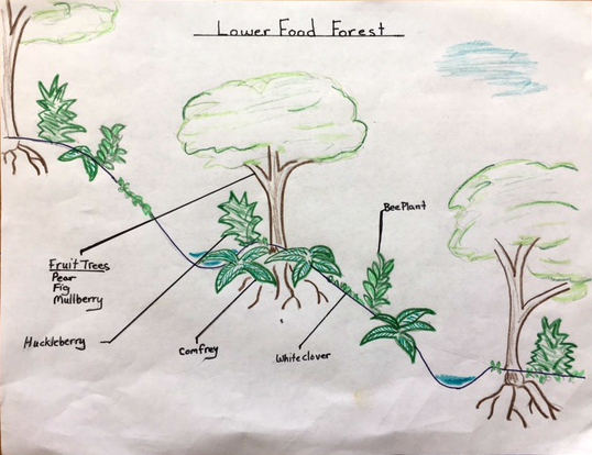 Lower Food Forest