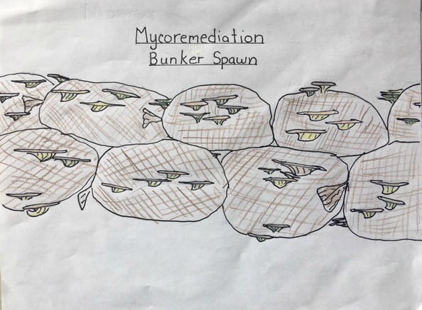 Mycromediation Bunker Spawn